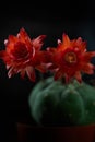 close up photo a red flower of gymnocalycium baldianum cactus Royalty Free Stock Photo