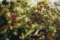 Close up photo of red flowers on bush Royalty Free Stock Photo