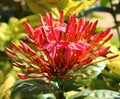 A close up photo of red ixora flowers and buds Royalty Free Stock Photo