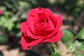 Close up photo of a red rose that`s just opened