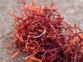 close up photo of a red seaweed also known as gigartina pistillata on a sand Royalty Free Stock Photo