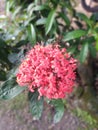 Close-up photo of a red soka flower Royalty Free Stock Photo