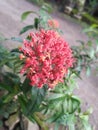 Close-up photo of a red soka flower Royalty Free Stock Photo