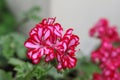 a close up photo of a red and white Geraniums flower with a blury background