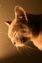 A portrait of a relaxed burmese cat eyes closed Royalty Free Stock Photo