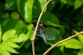 Close up photo of resting dragonfly on a branch in the summer. Royalty Free Stock Photo