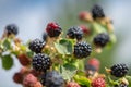 Close up photo of ripe blackberry growing on branch