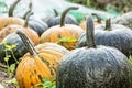 Close up photo of ripe pumpkins in the field, autumn harvest Royalty Free Stock Photo