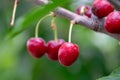 Close-up photo of sweet red cherries on branch Royalty Free Stock Photo