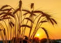 Close-up photo of ripening wheat field at sunset. Golden spikelets of wheat. Silhouette Royalty Free Stock Photo