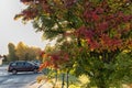 Close up photo of rising Sun shining through autumn colored rowan tree, parking lot, early morning, clear sky, wet asphalt.