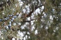 Closeup of branch with Juniper berries and room for text.