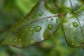 Close up photo of rose flower leaf covered in rain drops left after the rain Royalty Free Stock Photo