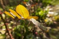 Close up photo of rose flower leaf covered in rain drops left after the rain, backlit by the gentle morning sun Royalty Free Stock Photo