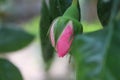 Close-up photo. Rosebuds are surrounded by green leaves.