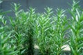 Rosemary herb and spice plants close up leaf photos Royalty Free Stock Photo