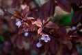 Close-up photo of rosy flower of peach tree Royalty Free Stock Photo