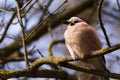 Close-up photo of ruffled bird Garrulus Glandarius Jay, Caucasian Eurasian Jay, sitting on the branch Royalty Free Stock Photo