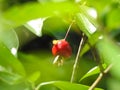 Close-up photo of a Russian hawthorn fruit .Crataegus ambigua. Wallpaper Royalty Free Stock Photo