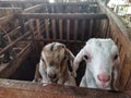 Close up photo of a Saanen goat kid