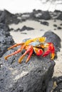 Close up photo of a Sally Lightfoot crab on a volcanic rock, selective focus, Galapagos Islands, Ecuador Royalty Free Stock Photo