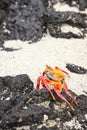 Close up photo of a Sally Lightfoot crab on a volcanic rock, selective focus, Galapagos Islands, Ecuador Royalty Free Stock Photo