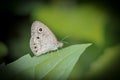 close up photo of a samll butterfly