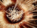 Close up photo of a sea anemone