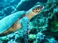 Close up photo of a sea turtle. The photo is in yellow and blue colors. the part of fin is appeared. Royalty Free Stock Photo