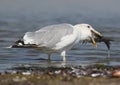Close up photo seagull eats a big fish