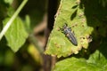 Ladybug Larvae. Second Stage Royalty Free Stock Photo