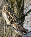 Close up photo of a short eared owl Royalty Free Stock Photo