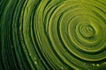 This close up photo showcases a detailed view of a green circular object, providing a clear and direct image of its features,