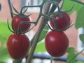 Grape tomatoes come to fruition on the vine in a garden