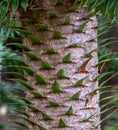 Close up photo showing detail of the trunk, bark and evergreen leaves of the monkey puzzle tree.