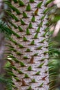 Close up photo showing detail of the trunk, bark and evergreen leaves of the monkey puzzle tree.