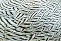 Close up photo of Silver Pheasant plumage Royalty Free Stock Photo