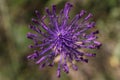 a close up photo of a bright purple tassel hyacinth Leopoldia comosa flower