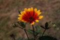 a single False sunflower Heliopsis helianthoides flower in the garden