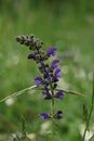 a single purple Meadow sage flower on a green background