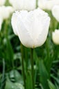 Close-up photo of a single white tulip petal Royalty Free Stock Photo