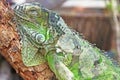 Close Up Photo Of A Sleeping Iguana