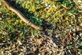 Close up photo of sloworm in grass