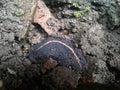 close-up photo of a slug(Laevicaulis alte), or the tropical leatherleaf.