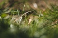 Close up photo of small brown - green camouflage lizard in the grass resting on ground soil on sunny day. Small European lizard Royalty Free Stock Photo