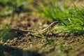 Close up photo of small brown - green camouflage lizard in the grass resting on ground soil on sunny day. Small European lizard Royalty Free Stock Photo