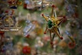 Christmas decoration in the shape of star Royalty Free Stock Photo