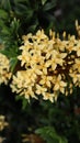 Close up photo of small clustered yellow flowers against a blurred background Royalty Free Stock Photo