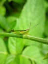 close-up photo of a small green