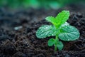 A close-up photo of a small green plant emerging from the soil, A sprig of mint sprouting from a rich soil, AI Generated Royalty Free Stock Photo